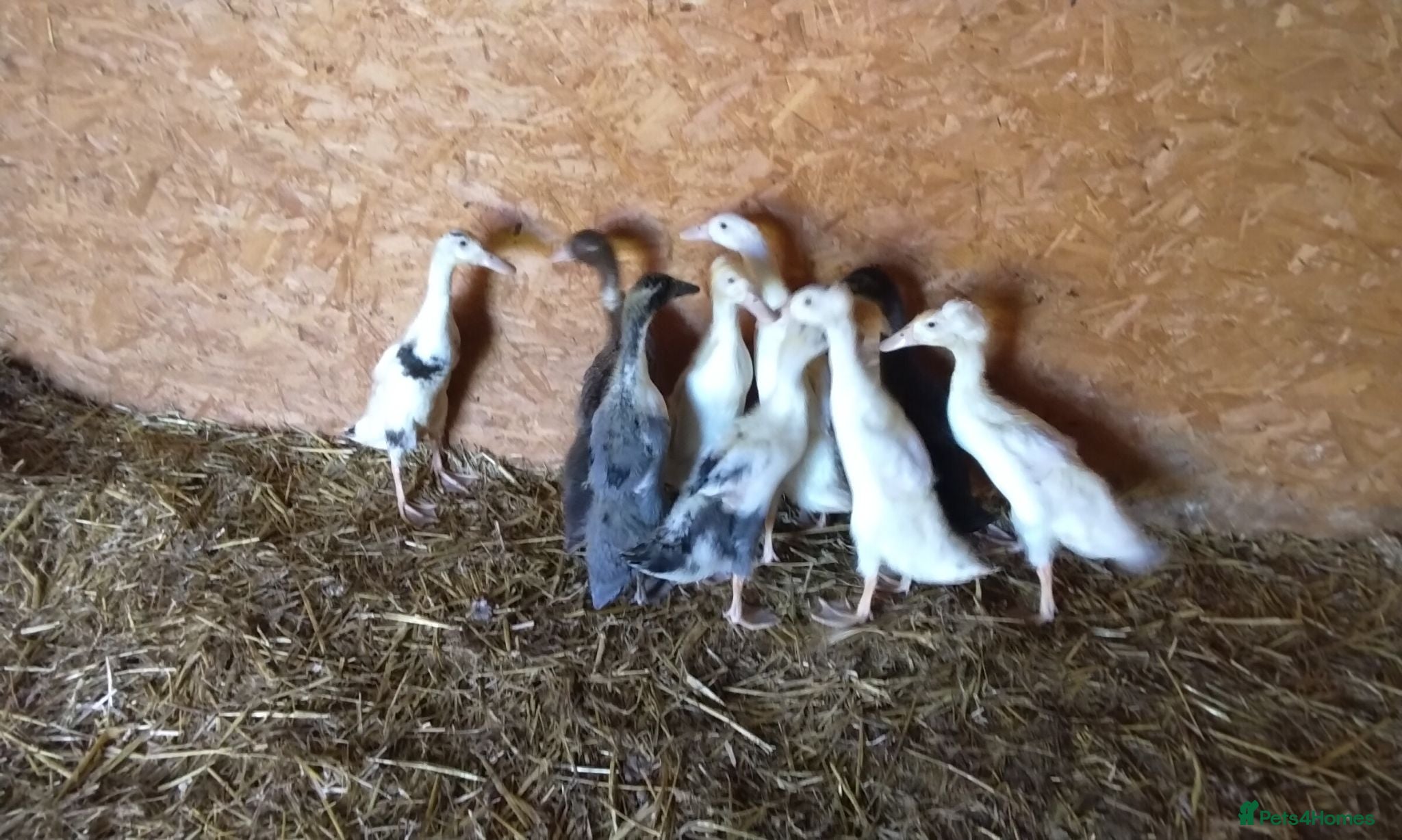 Ducks poultry Indian runner ducklings for sale - Advert 3