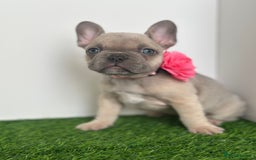 French Bulldog dogs for sale: 5 French bulldog puppy’s  - Image 7