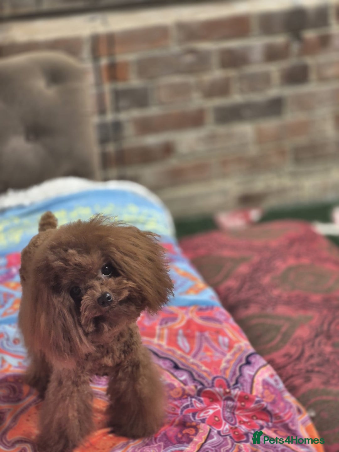 Toy Poodle dogs for sale: Asian x toy poodles available  - Advert 9