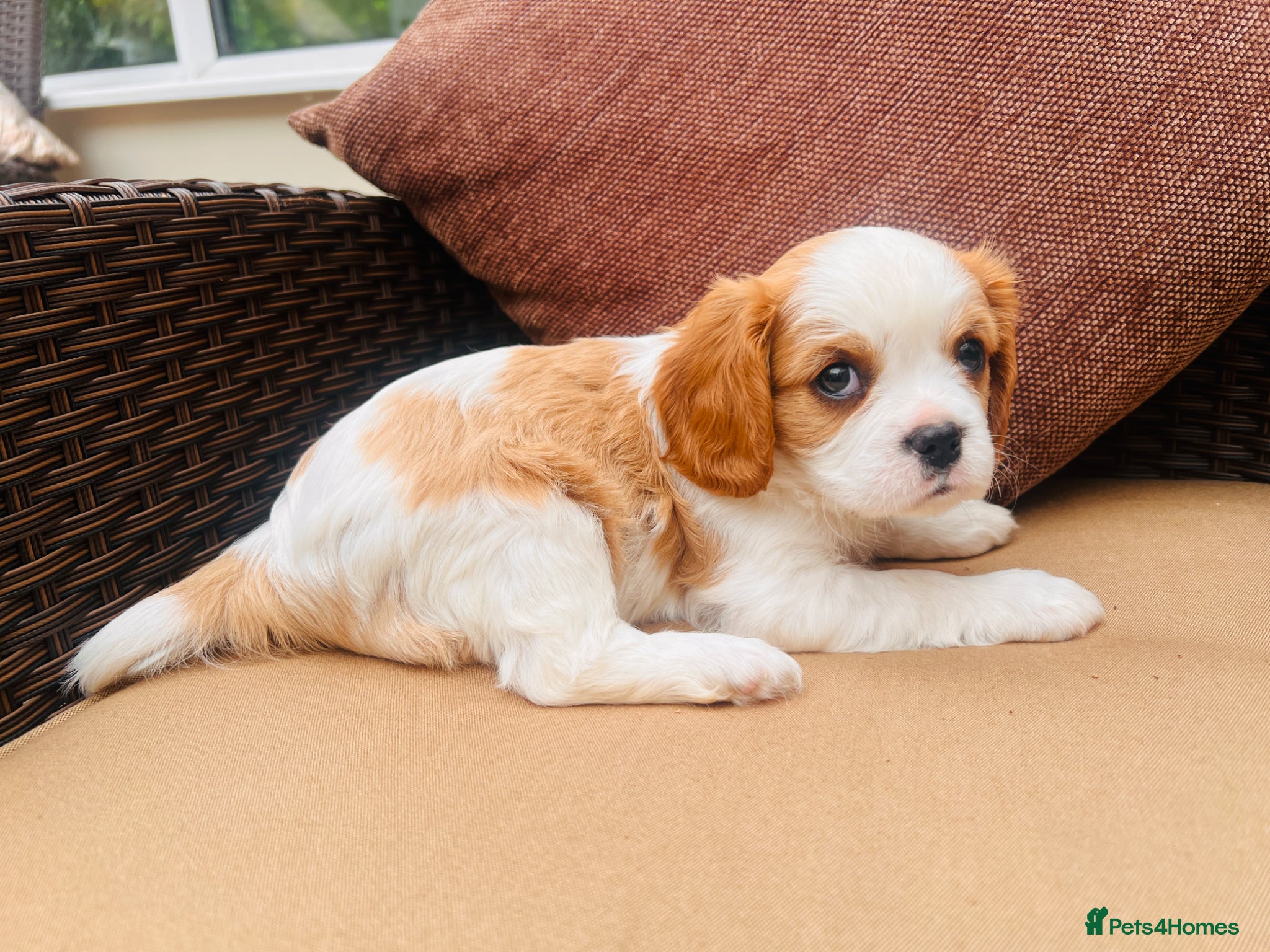 Cavalier King Charles Spaniel dogs KC REG LITTER OF 4 DNA CLEAR 🐶 🤩 PUPPIES  - Advert 2