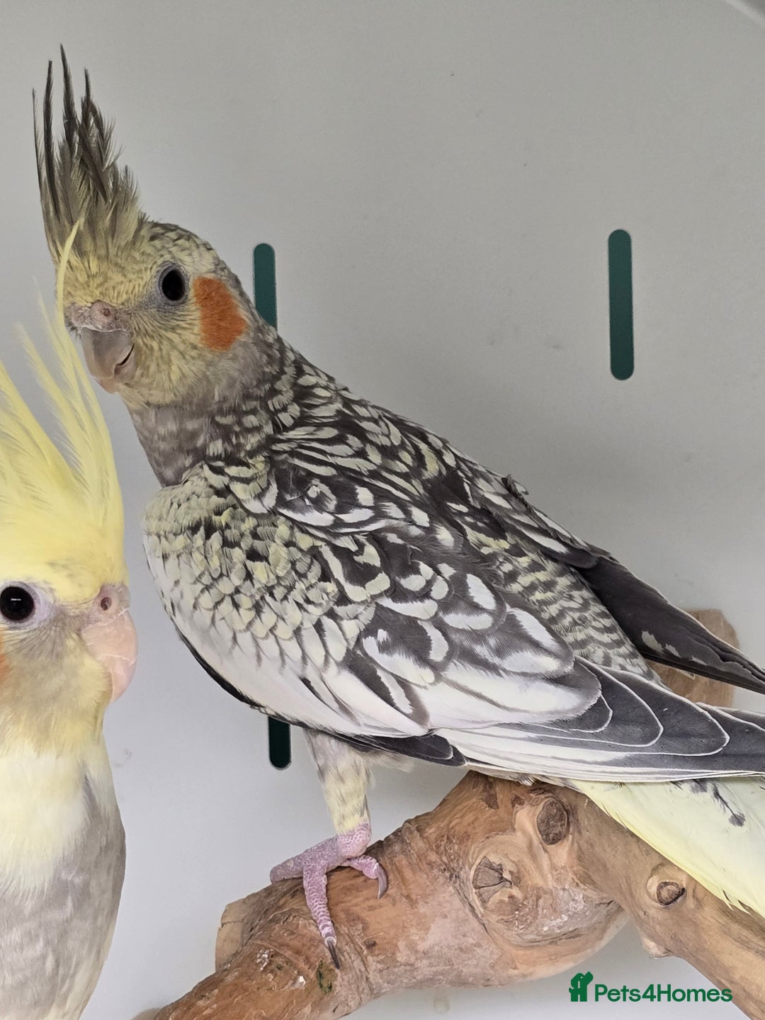 Budgerigars birds for sale: Beautiful Baby Budgies, lovebirds & Cockatiels!!! - Image 7