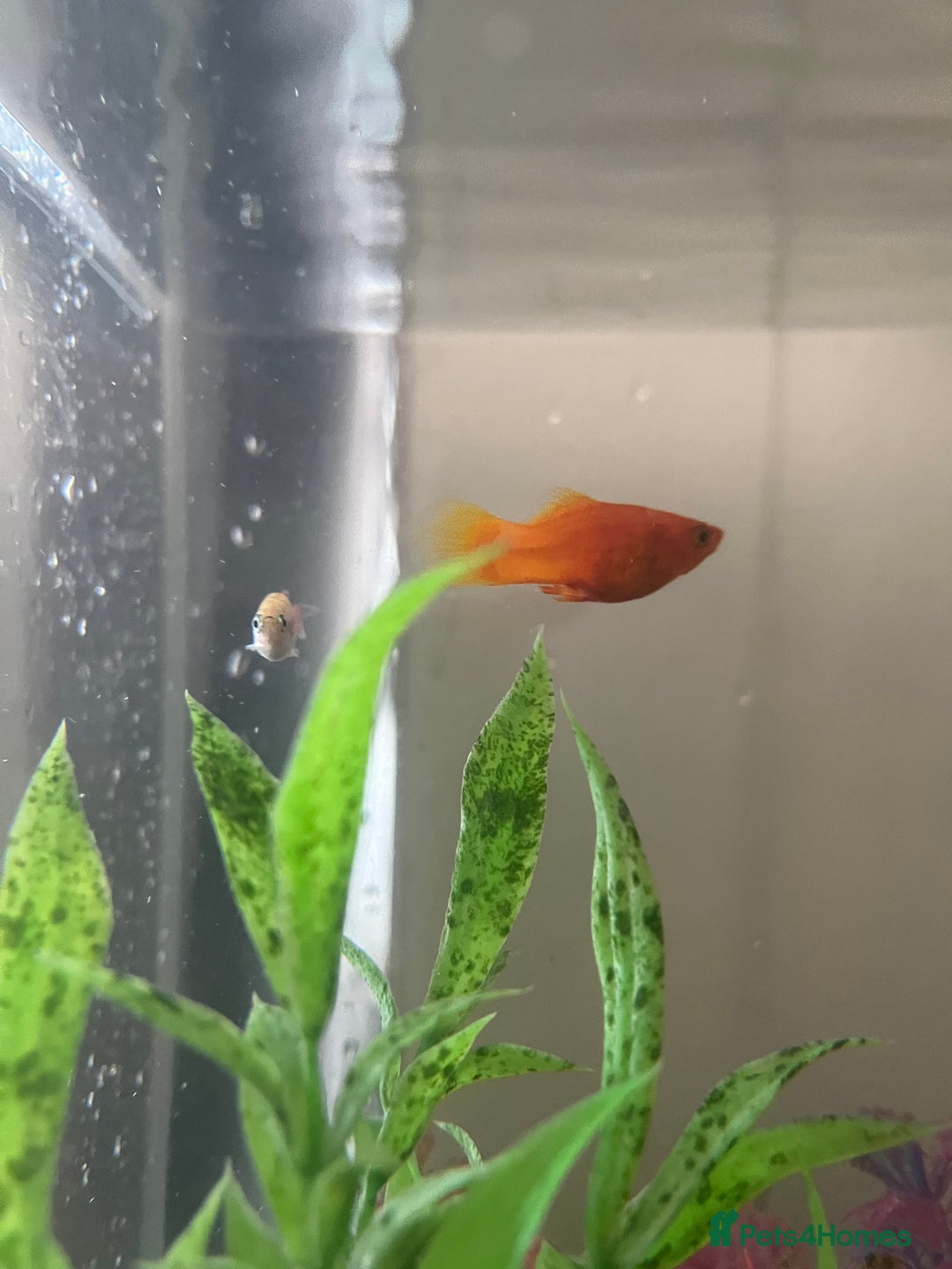 Goldfish fish for sale: Goldfish - Image 3