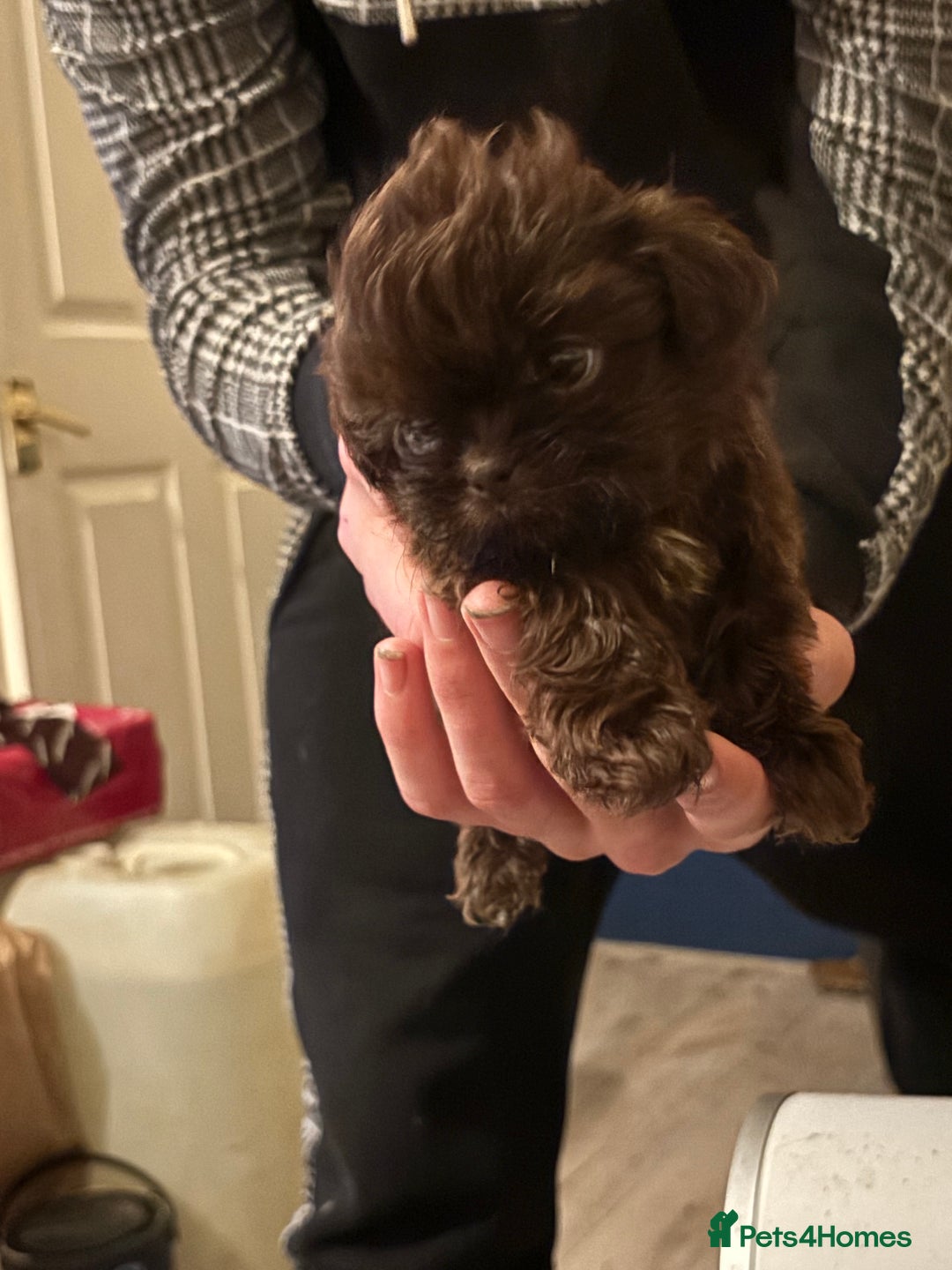 Shih Tzu dogs for sale: Two stunning pups. - Advert 8