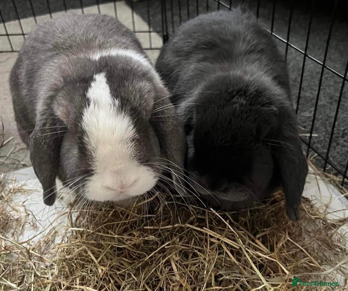 Mini Lop rabbits 2x bonded mini lop rabbits  - Advert 1