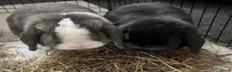 Mini Lop rabbits for sale: 2x bonded mini lop rabbits  - Advert 1