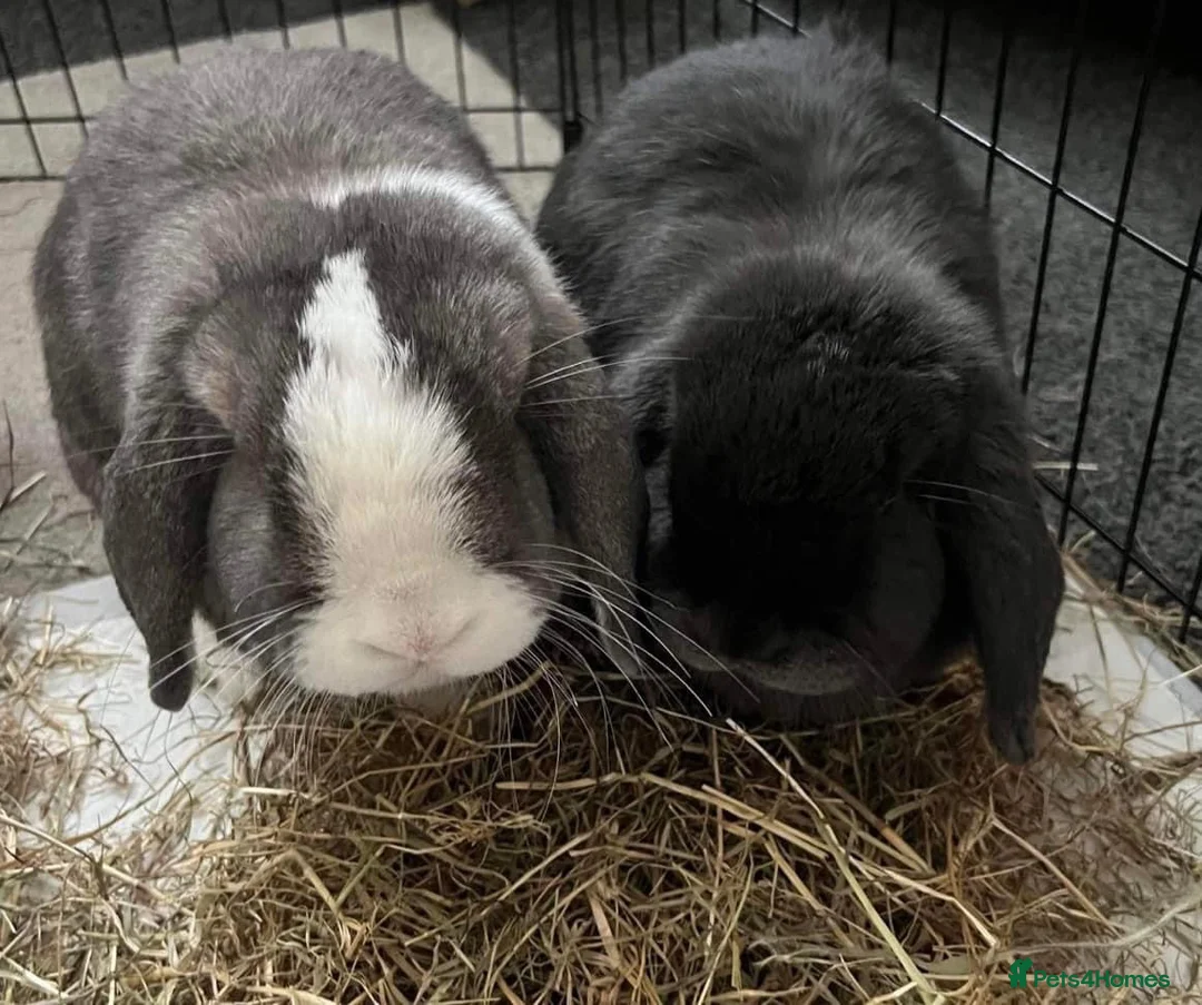 Mini Lop rabbits for sale: 2x bonded mini lop rabbits  - Advert 1
