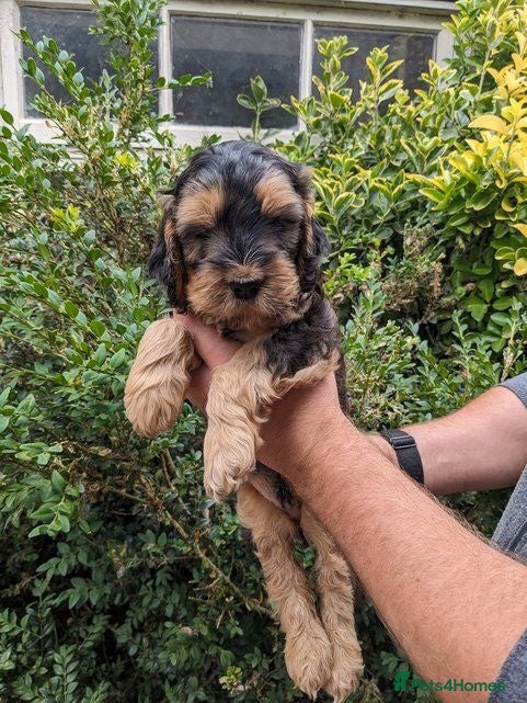 Cockapoo dogs Stunning Cockapoo puppies available this week - Advert 2