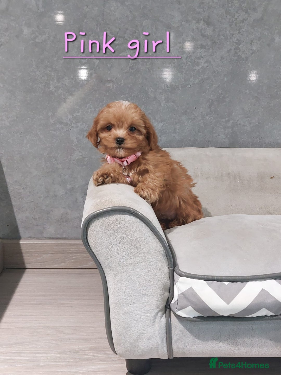 Cavachon dogs for sale: Cavapoochon puppies 🥰 - Image 14