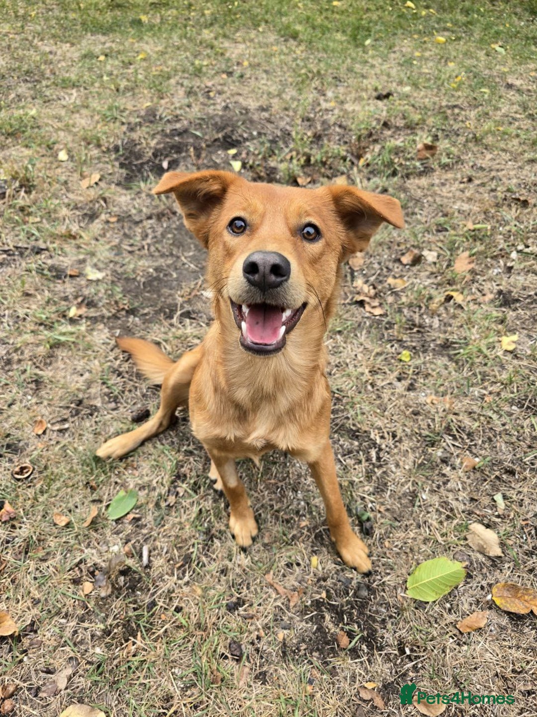 Mixed Breed dogs for adoption: 💙ARNY💙 -9 months beautiful boy needs home ASAP - Advert 9