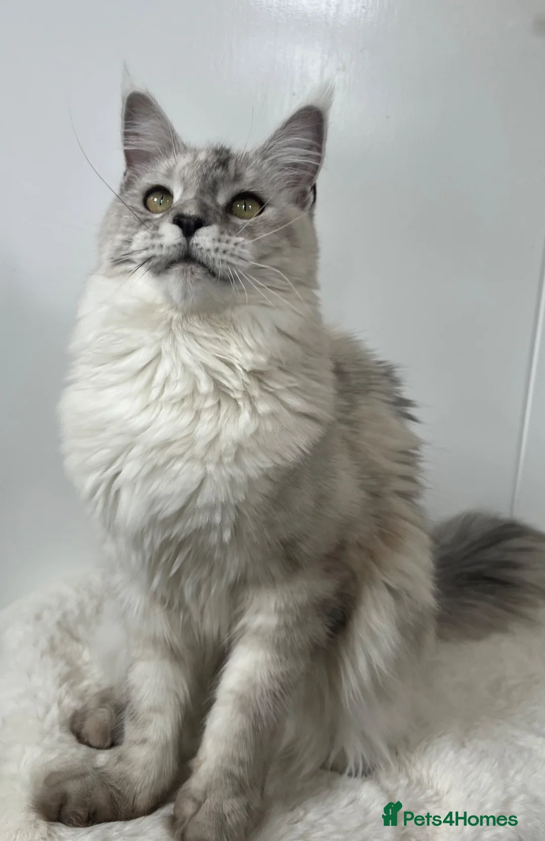 Maine Coon cats for sale: Female cat kitten Maine Coon black silver tabby  - Advert 6