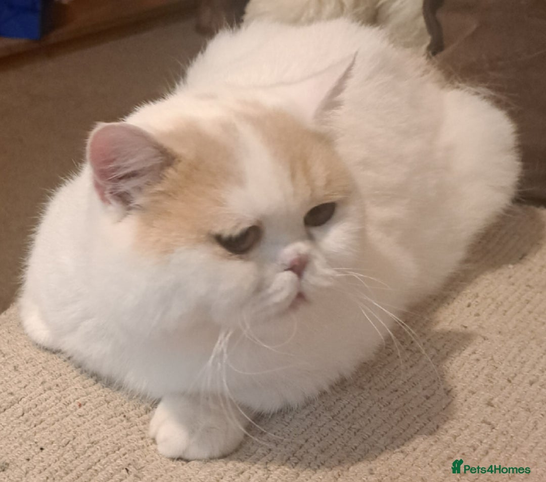 British Shorthair cats for sale: British Shorthair Male Cream and White  - Image 6