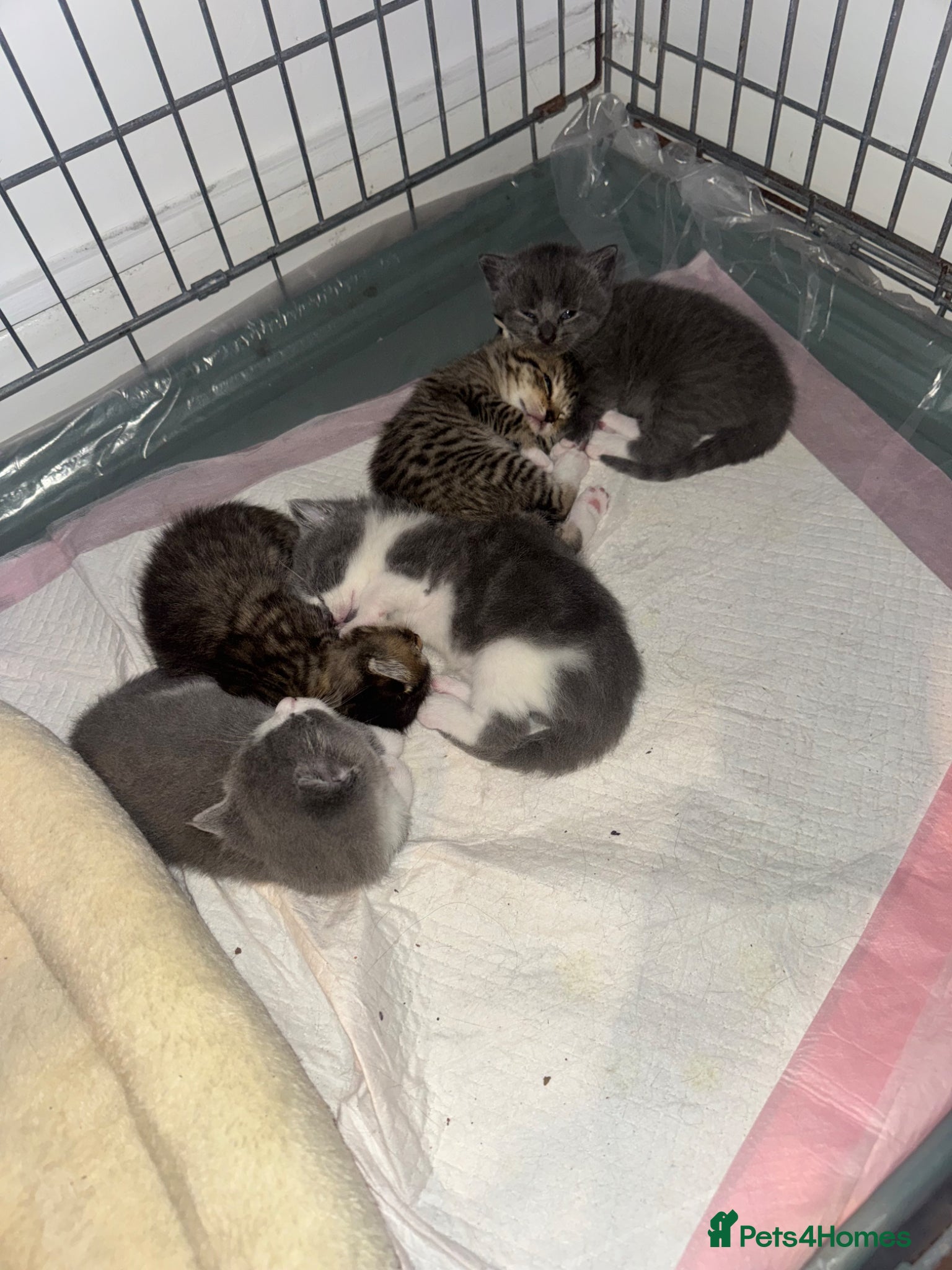 Mixed Breed cats Kitten - Advert 1