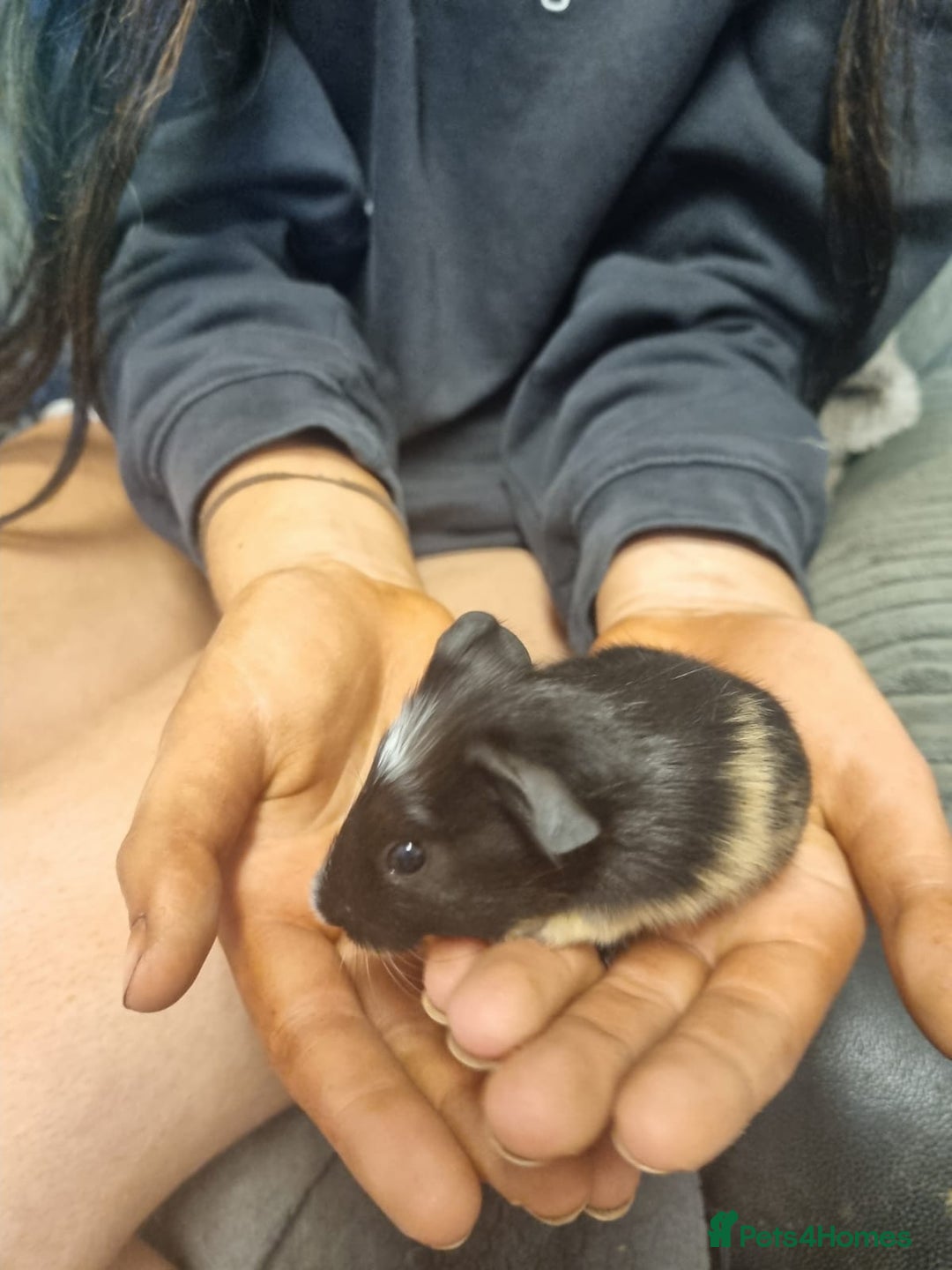 Guinea Pig rodents for sale: 2 female and 2 male Guinea pigs for sale! - Image 3