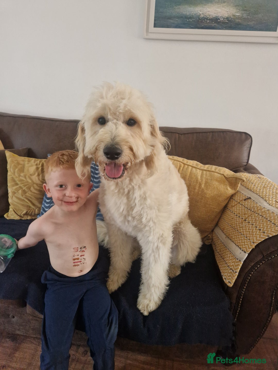 Goldendoodle dogs for stud: Beautiful large goldendoodle for stud - Image 7