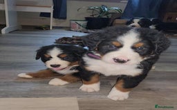 Bernese Mountain Dog dogs for sale: Bernese Mountain Puppies - Image 6