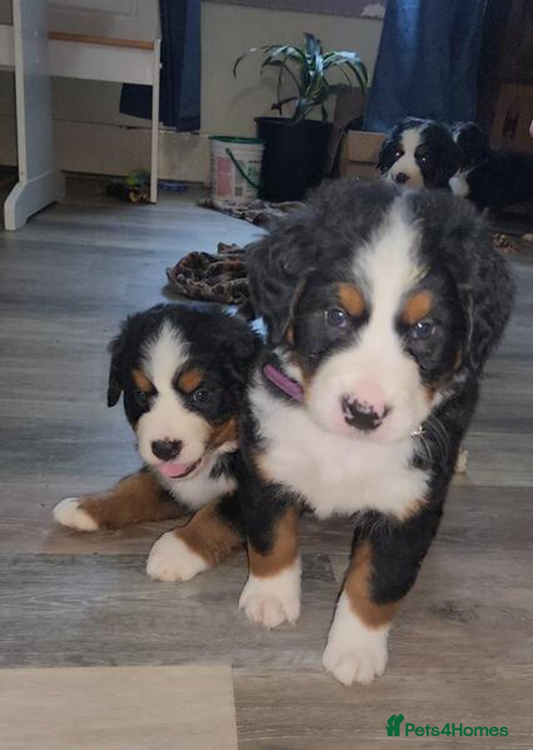 Bernese Mountain Dog dogs for sale: Bernese Mountain Puppies - Image 6