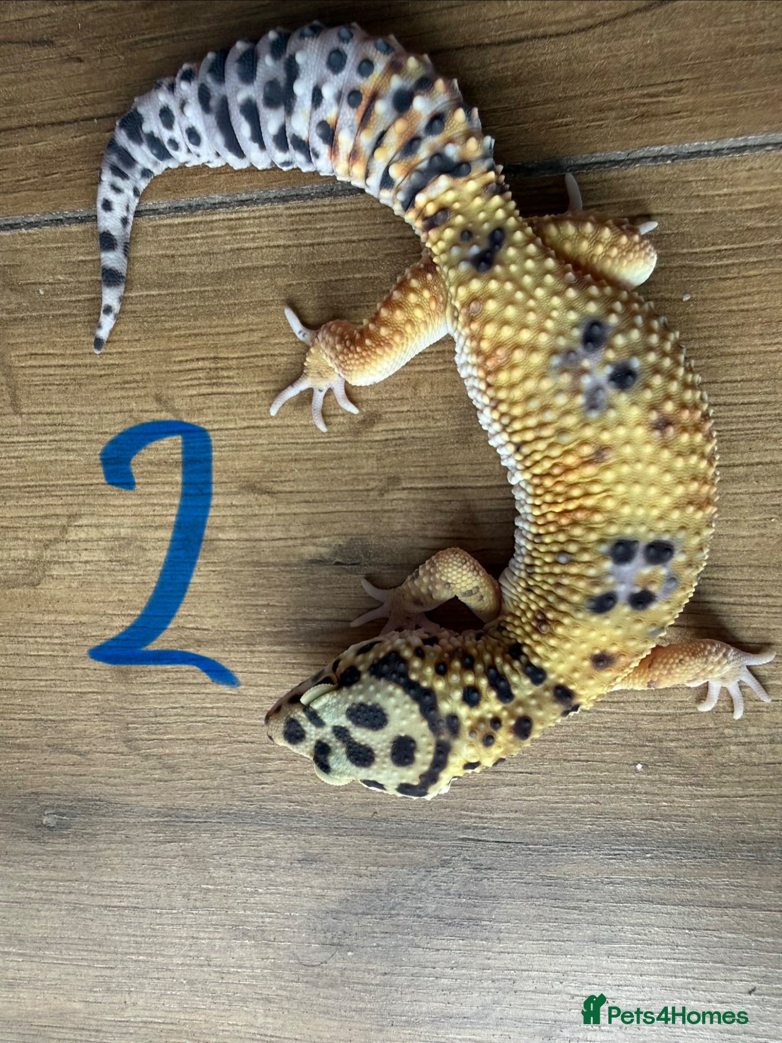 Leopard Gecko reptiles Leopard geckos - Advert 2