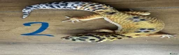 Leopard Gecko reptiles for sale: Leopard geckos - Advert 2
