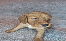 Irish Doodle dogs for sale: Toy Irish Doodle Puppies For Sale  - Image 18