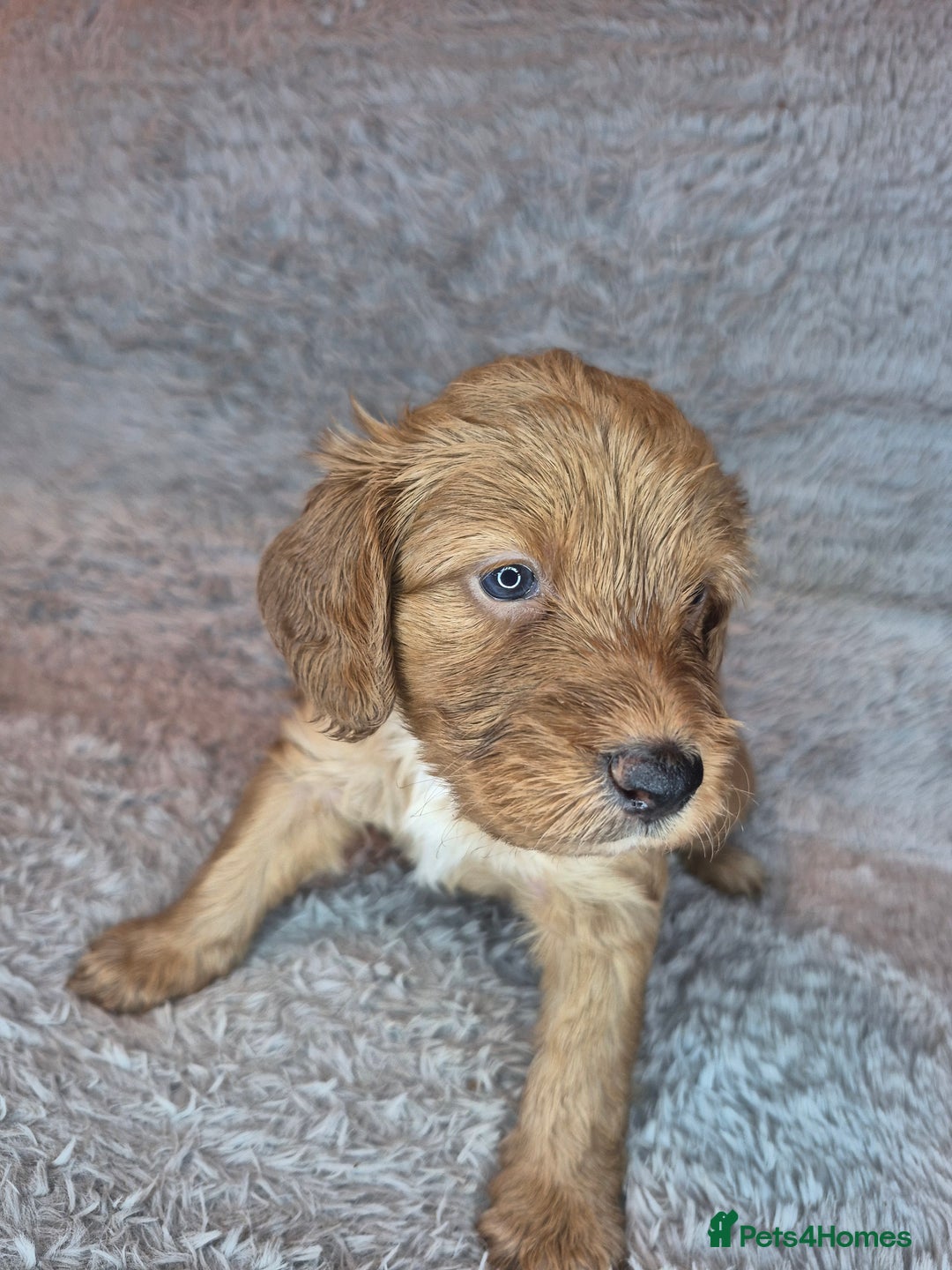 Irish Doodle dogs for sale: Toy Irish Doodle Puppies For Sale  - Image 18