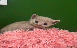 British Shorthair cats for sale: 3 male and 3 female kittens and mother  - Image 12