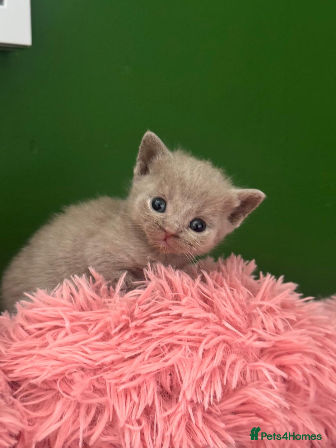 British Shorthair cats for sale: 3 male and 3 female kittens and mother  - Image 12