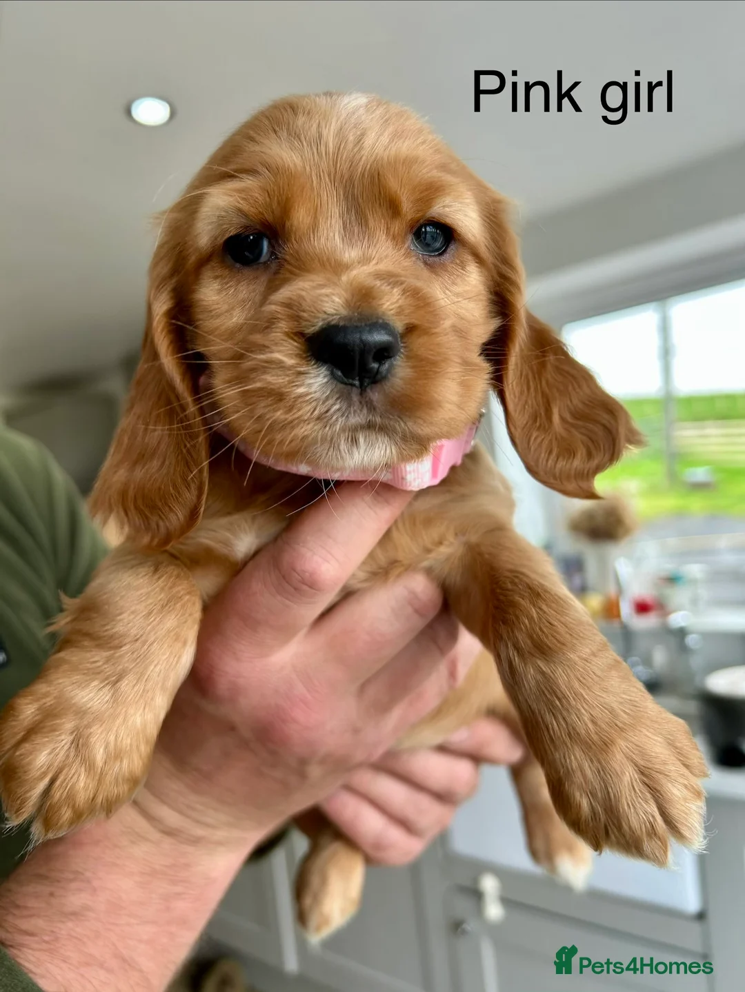 Cocker Spaniel dogs for sale: Beautiful Cocker Spaniel Puppies - Advert 19