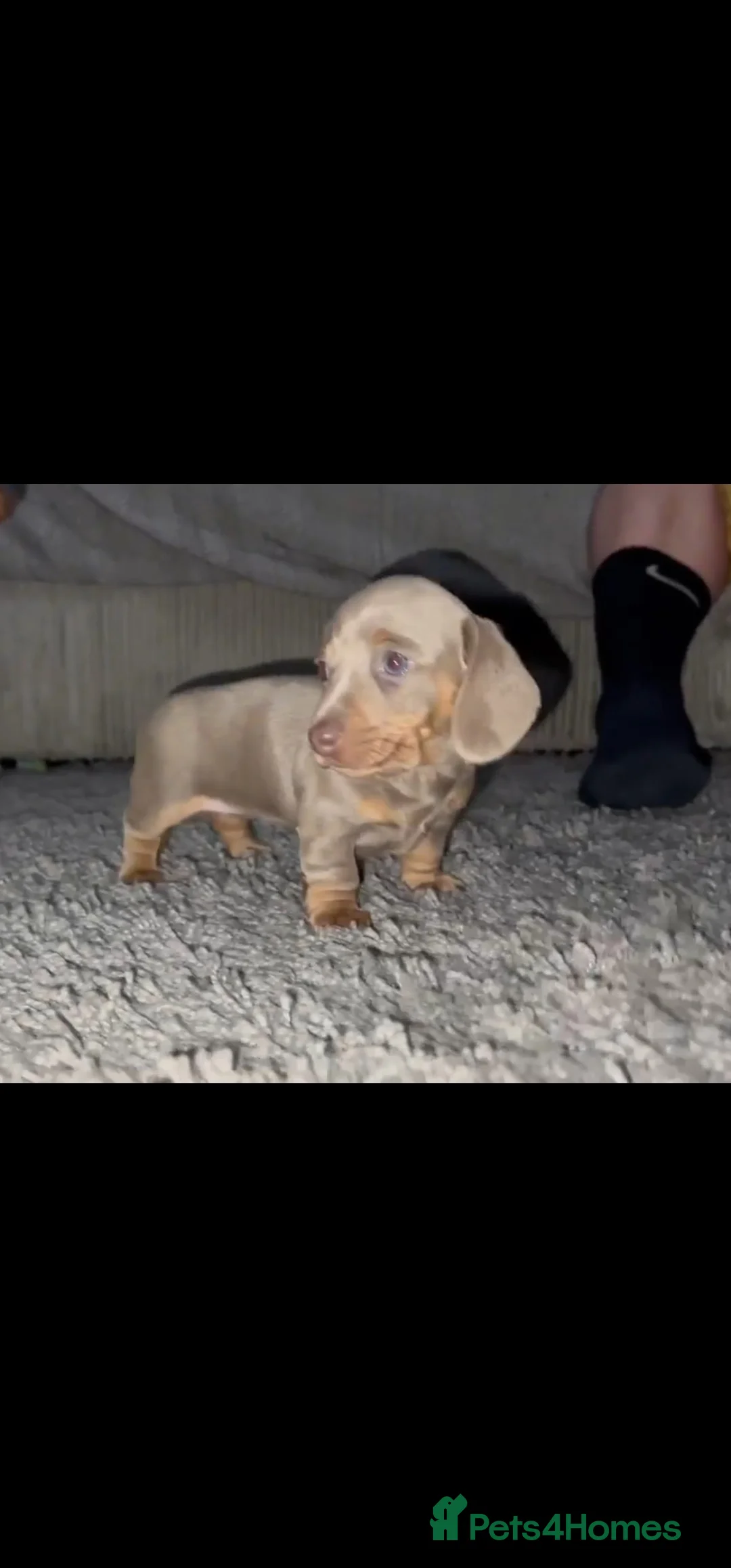 Miniature Dachshund dogs for stud: Piebald miniature Dachshund kc registered  in Blackburn - Advert 15