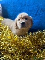 Golden Retriever dogs Four gorgeous boys available - Advert 7