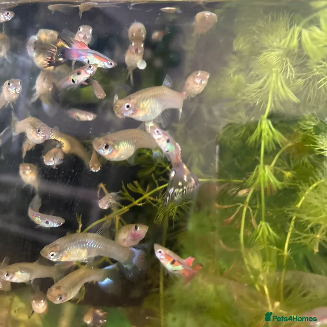 Other/Mixed Breed fish for sale: Assorted guppy fry £2 each - Image 9