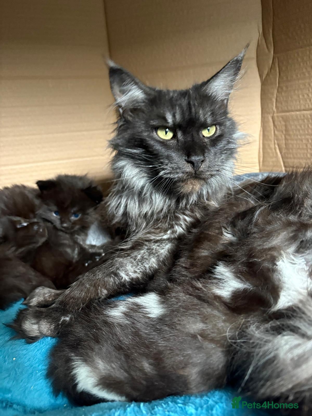 Mixed Breed cats Stunning Maine Coon x Ragdoll Kittens  - Advert 1