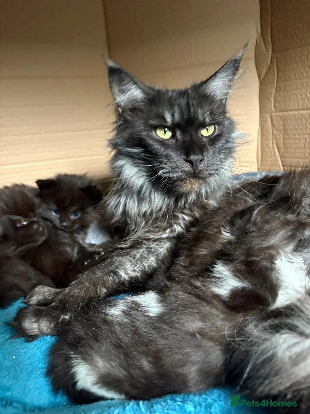 Mixed Breed cats for sale: Stunning Maine Coon x Ragdoll Kittens  in Radstock - Advert 1