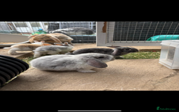 Mini Lop rabbits for sale: *READY NOW* Beautiful Lop eared Rabbits - Image 6