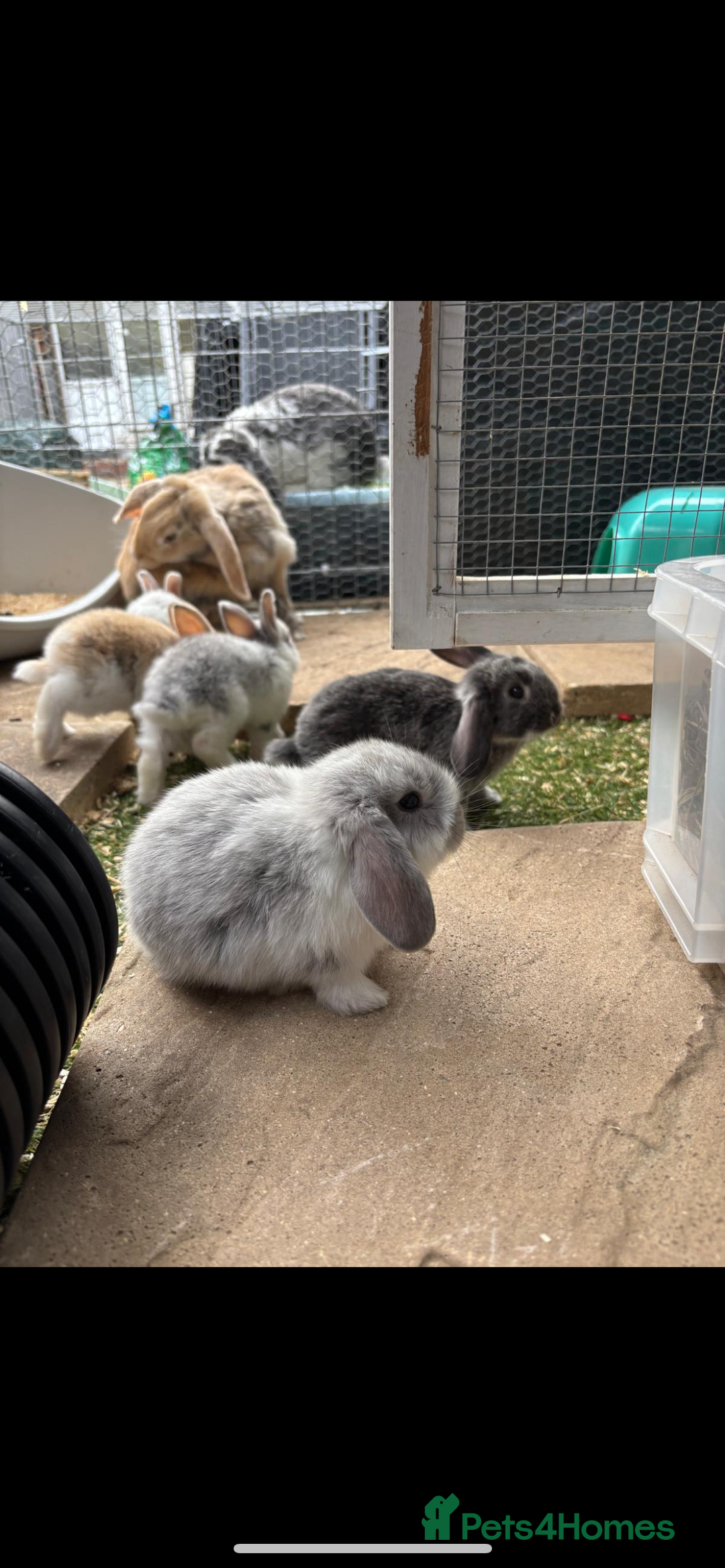 Mini Lop rabbits for sale: *READY NOW* Beautiful Lop eared Rabbits - Image 6