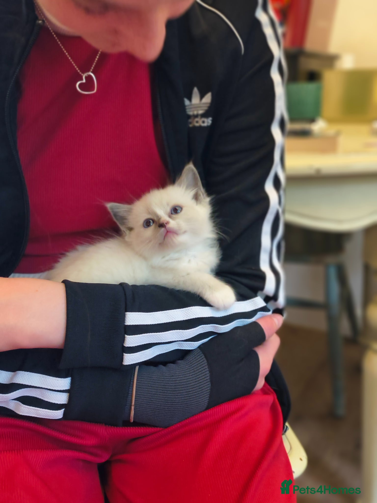 Ragdoll cats for sale: Blue mitted Ragdoll kittens - Advert 11