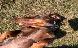 Dachshund dogs for sale: Dachshund for rehoming  - Advert 9