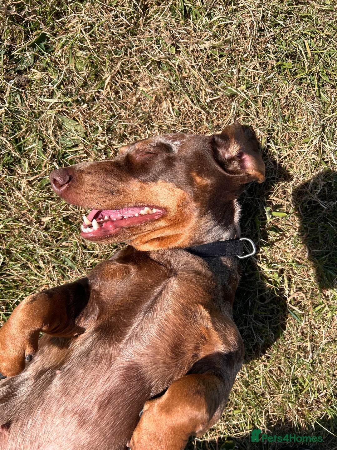 Dachshund dogs for sale: Dachshund for rehoming  - Advert 9