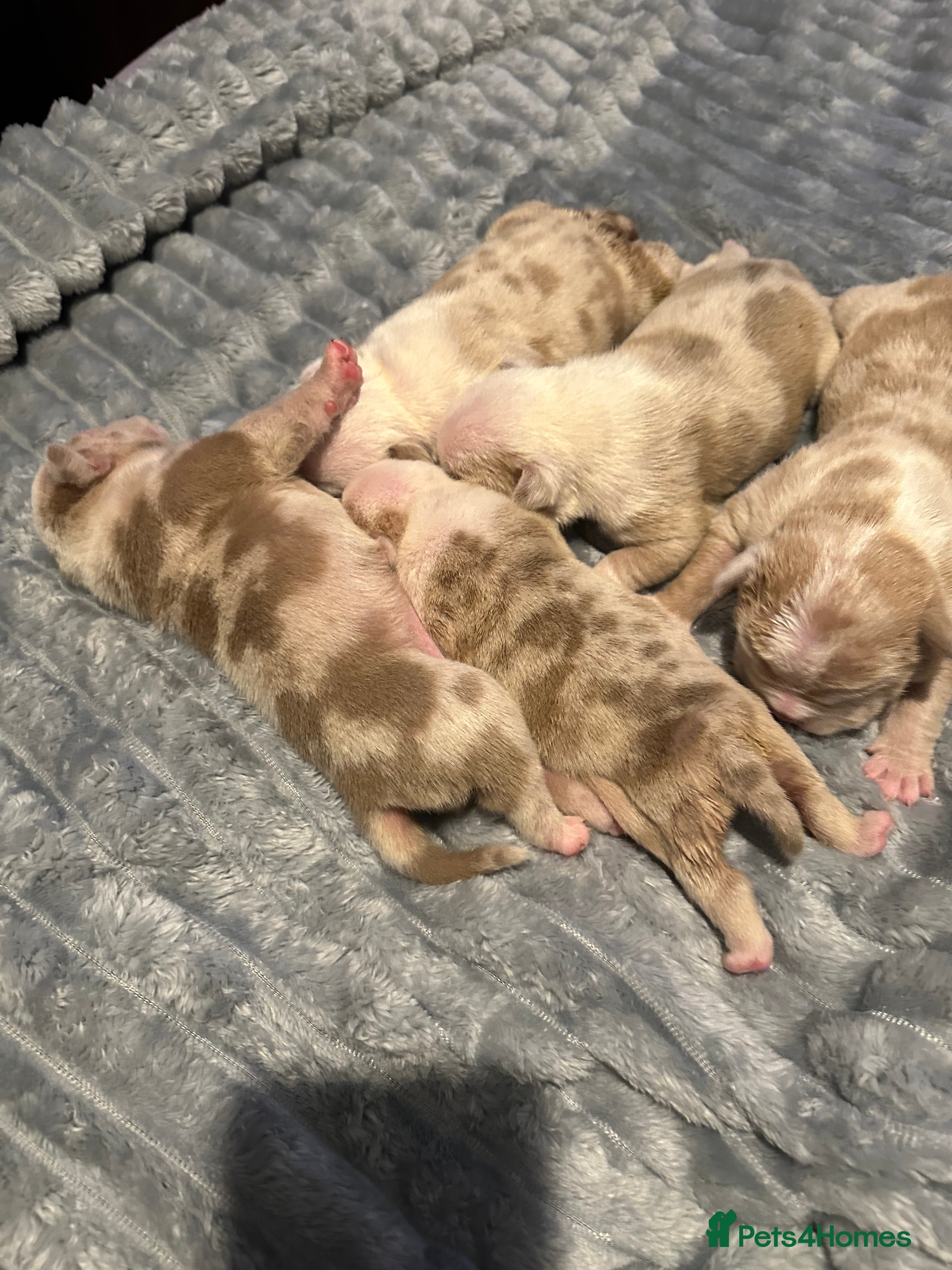 American Bully dogs ABKC REGISTERED Pocket Exotic/Extreme Bully PUPS! - Advert 6