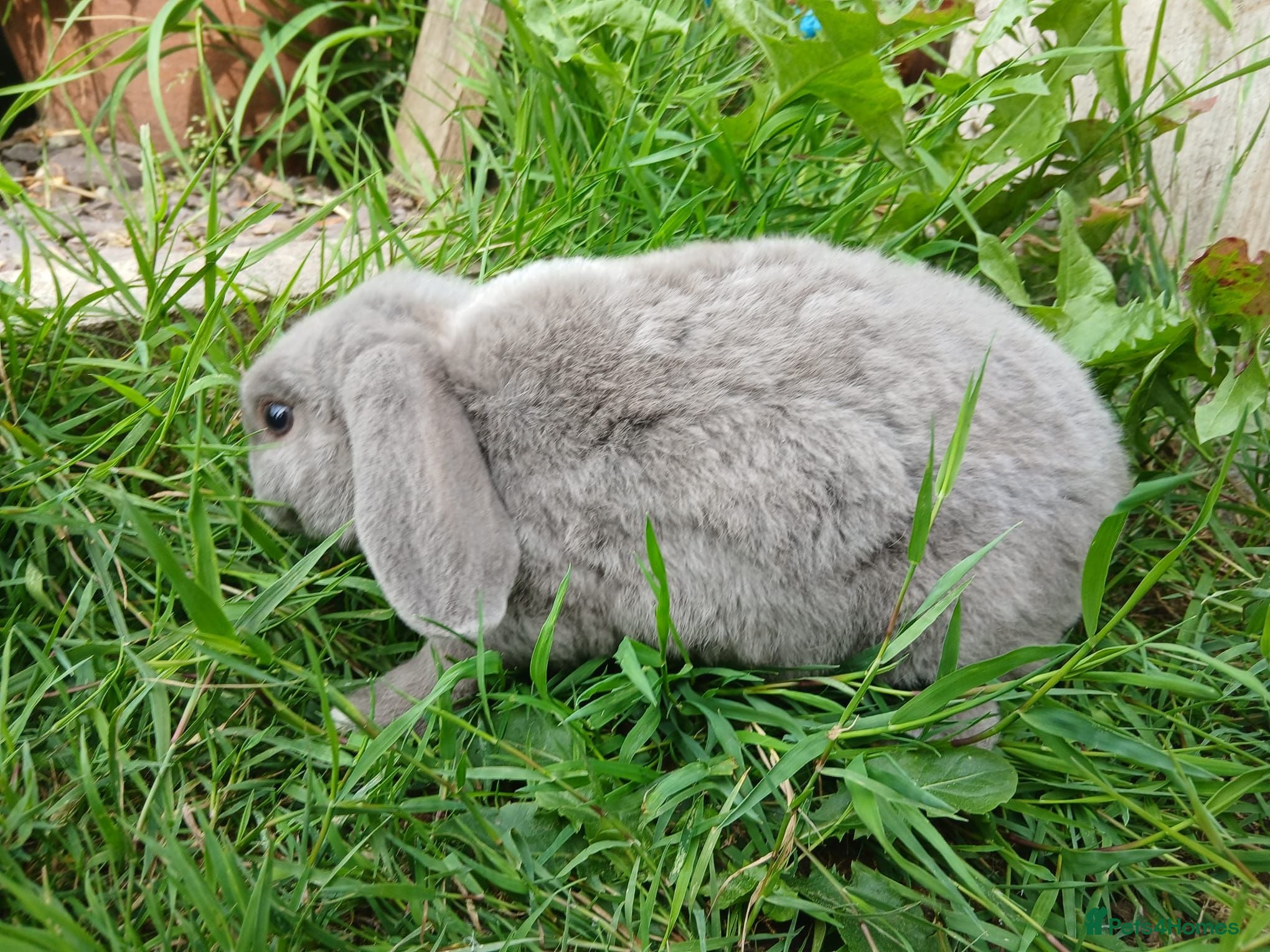 Mini Lop rabbits Plush Mini lop - Advert 2