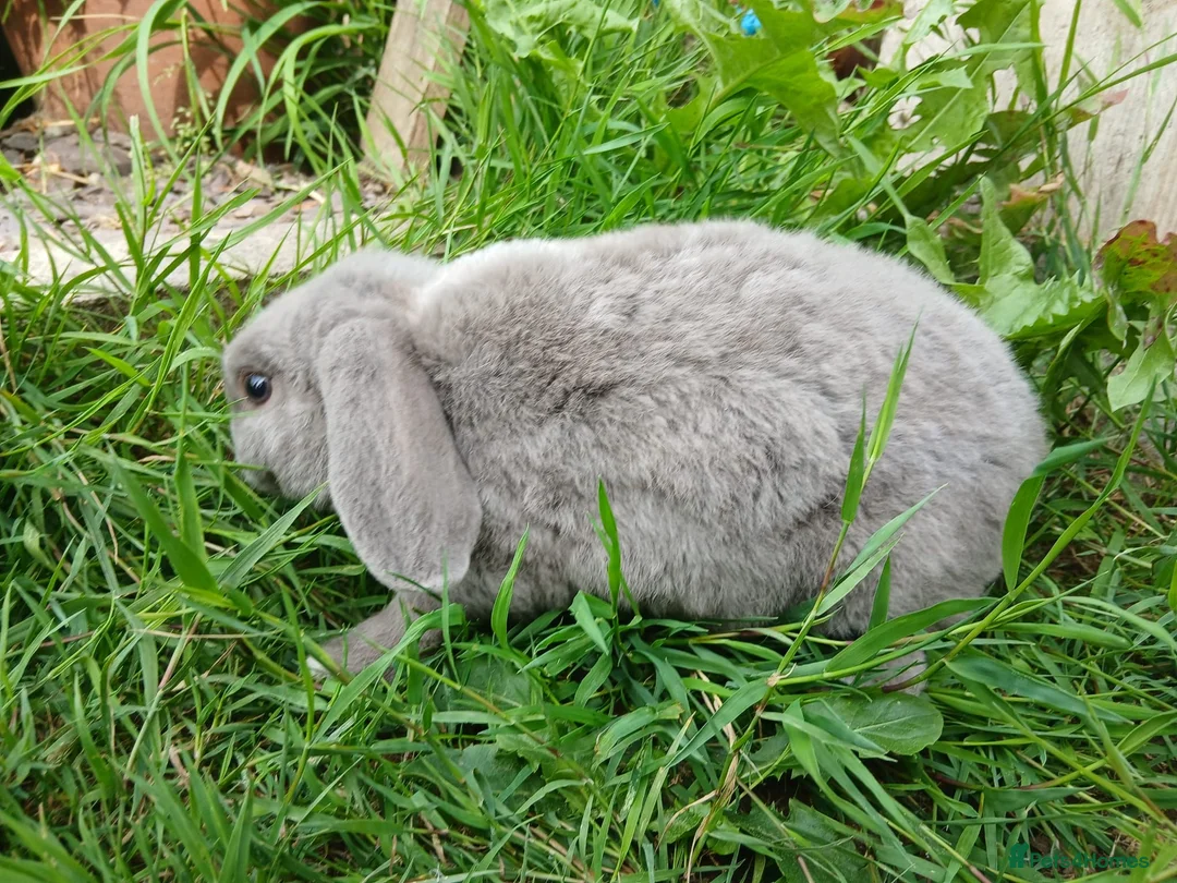 Mini Lop rabbits for sale: Plush Mini lop - Advert 2