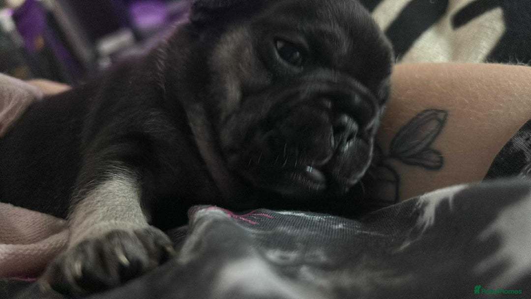 French Bulldog dogs for sale: French bulldog puppies  - Image 5