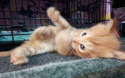 British Longhair cats for sale: 3 longhaired ginger kittens  - Image 7