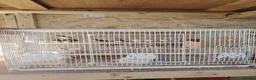 Finches birds for sale: Zebra finch  - Advert 6