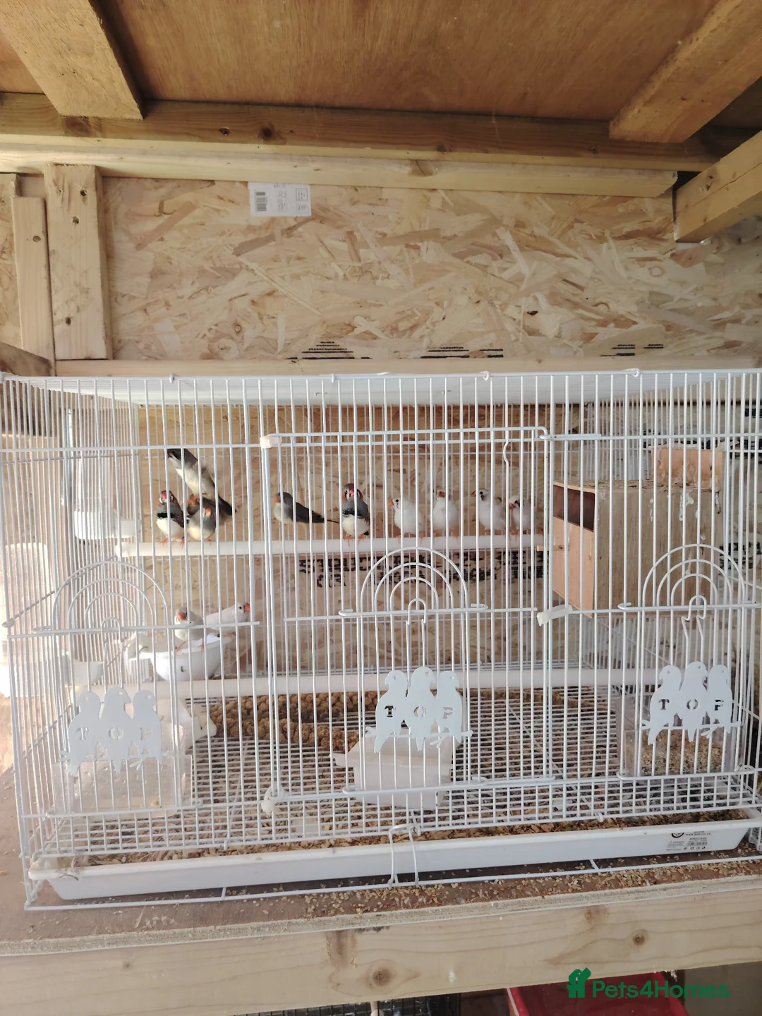 Finches birds for sale: Zebra finch  - Advert 6