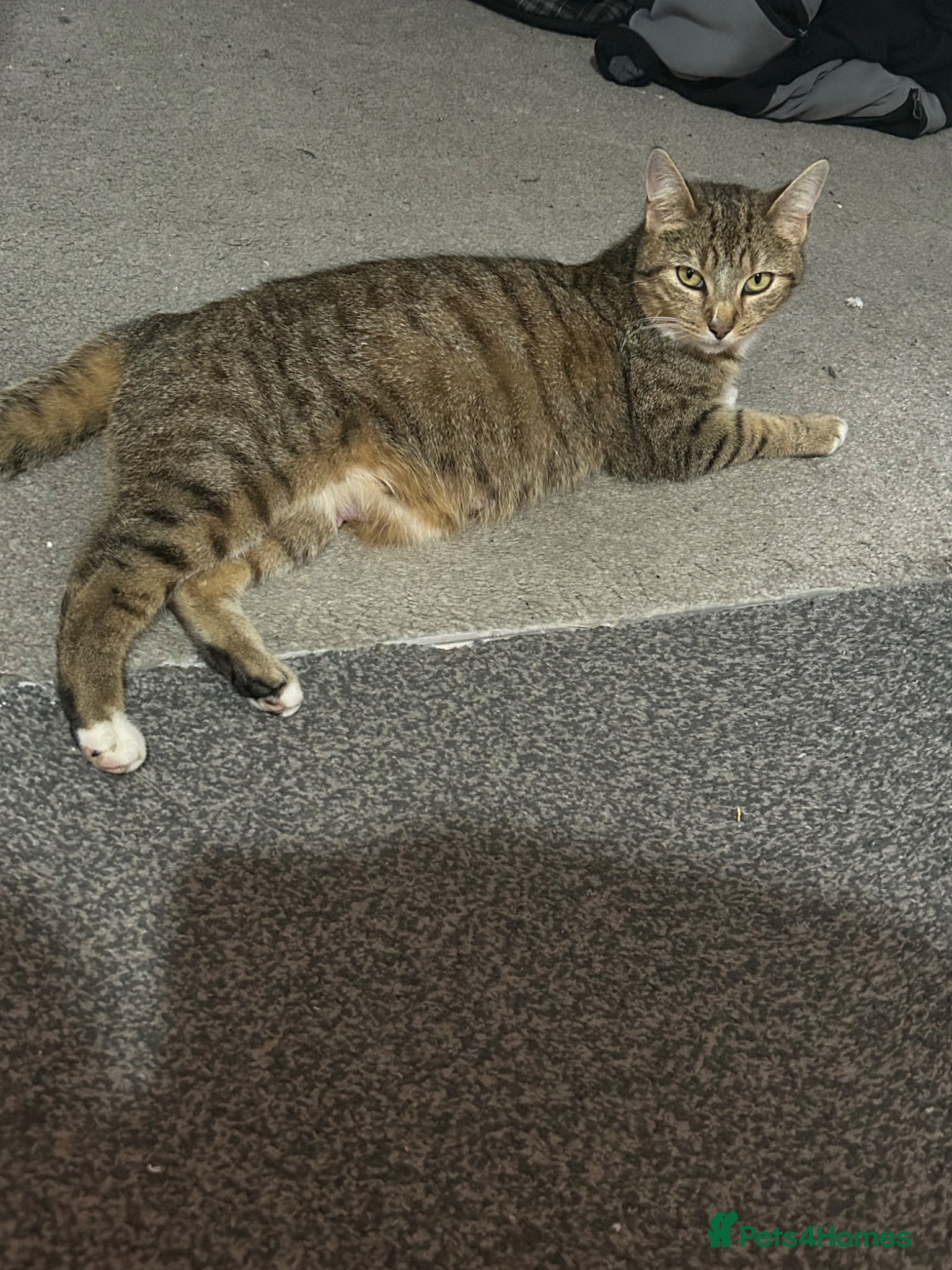 Mixed Breed cats 4 lovely healthy happy kittens - Advert 5