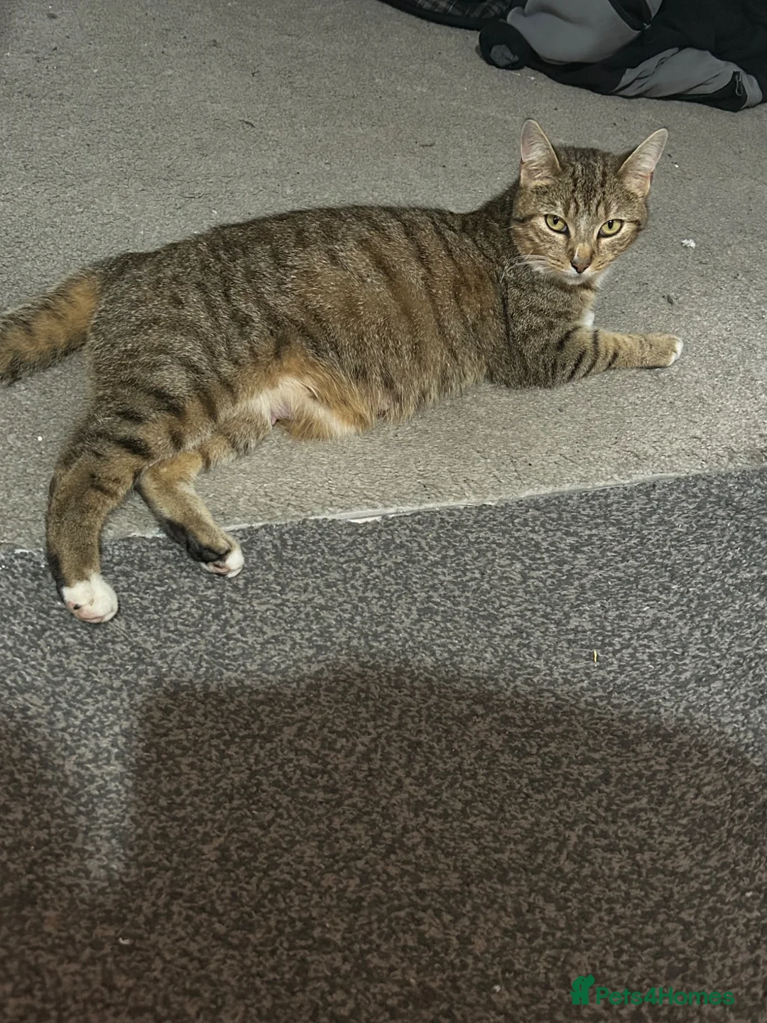 Mixed Breed cats for sale: 4 lovely healthy happy kittens - Advert 1