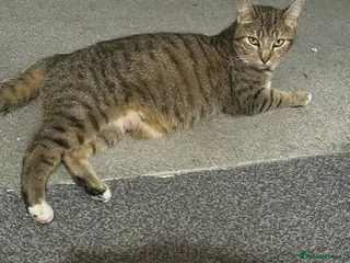 Mixed Breed cats 4 lovely healthy happy kittens - Advert 1