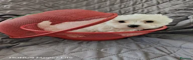 Maltese 1