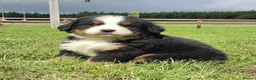 Bernese Mountain Dog dogs for sale: Quality Purebred Bernese Mountain Dog Pups  - Advert 2