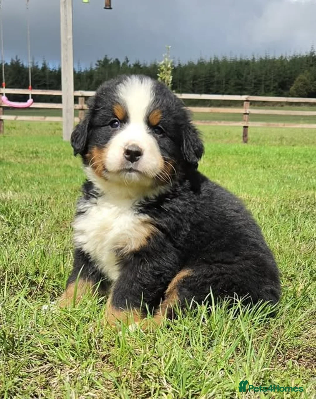 Bernese Mountain Dog dogs for sale: Quality Purebred Bernese Mountain Dog Pups  - Advert 2